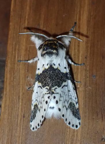 Réf. 304 740 : Furcula bicuspis